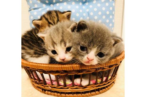 成約済の大阪府のスコティッシュフォールド-6545の2枚目